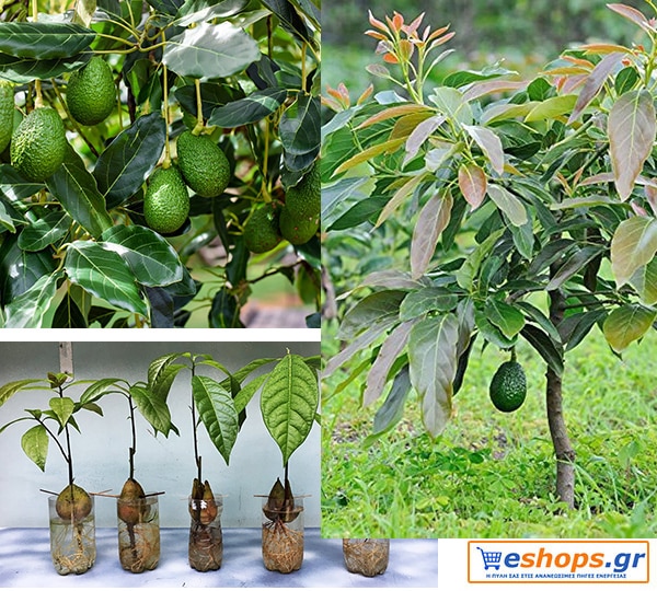Καλλιέργεια Αβοκάντο φύτευση δέντρα. Λίπανση και τη φροντίδα του αβοκάντο σας. Συμβουλές συγκομιδής και συντήρησης για υγιή δέντρα αβοκάντο